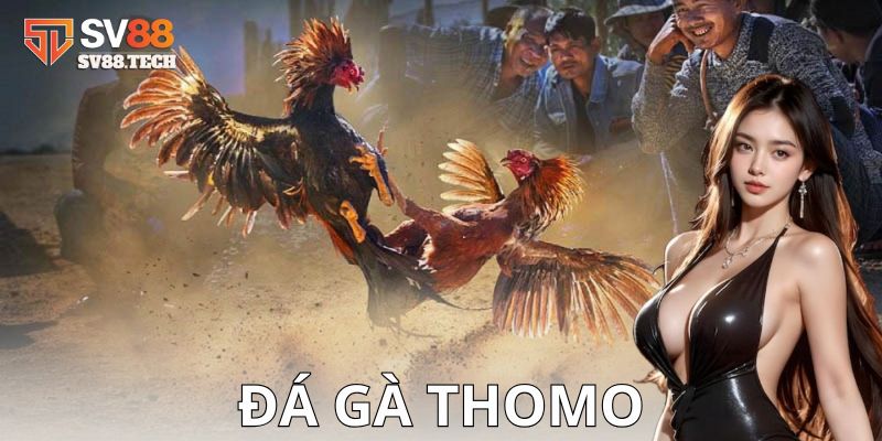 Lý do nên chọn nơi đây để cá cược đá gà Thomo