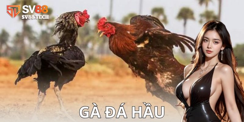 Ví dụ thực tế – Hướng dẫn cách chơi gà đá hầu