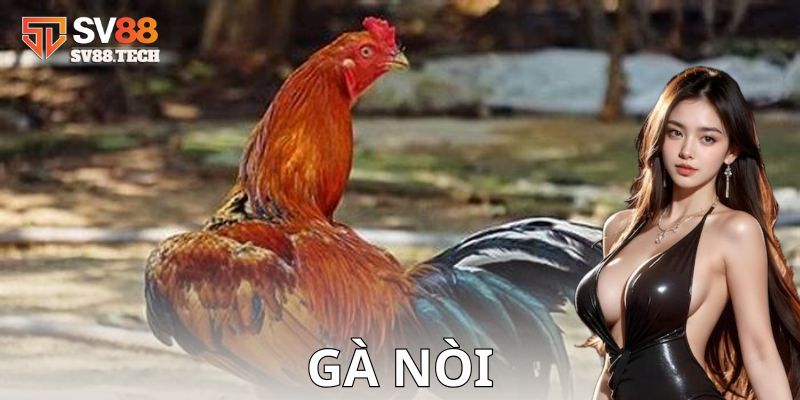 Ví dụ về cách chơi cá cược các trận đấu gà nòi